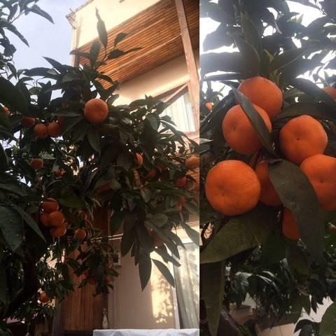 Gostevoy Dom Samir Hotel Gagra Exterior foto